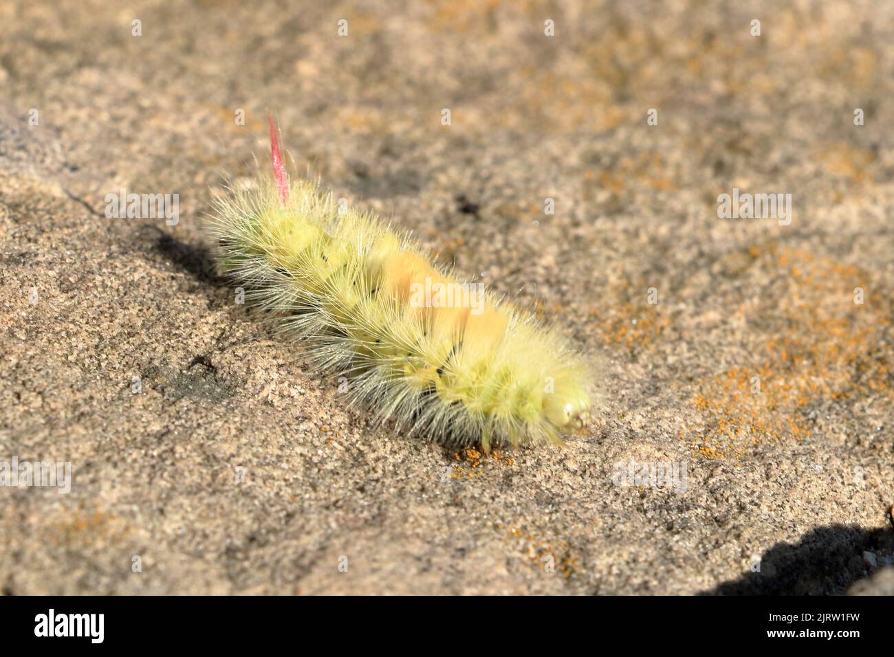 Macro of big yellow hairy caterpillar with red tail (Calliteara