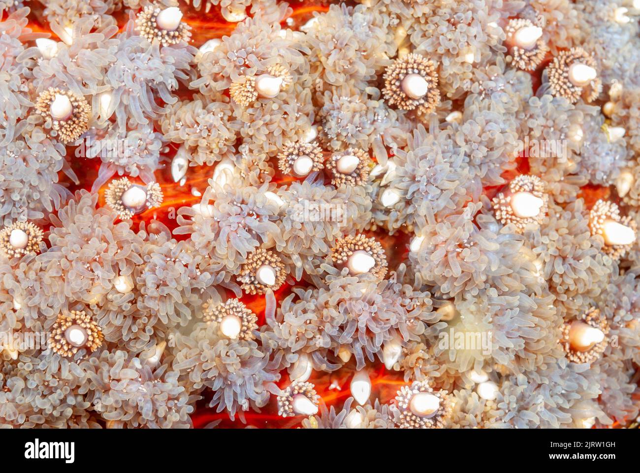 Close up of a beautiful sunflower sea star shows the white bumps that are actually pincers that activate when a crab or other small animal walks on th Stock Photo