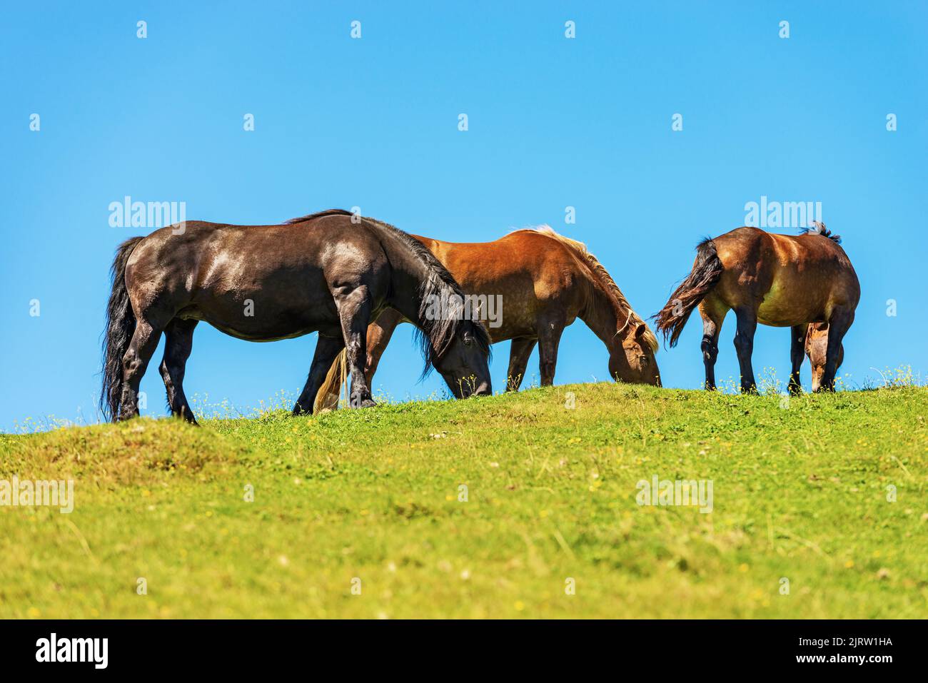 Herd of brown horses in a mountain pasture against a clear blue sky, side view, green meadow. Feistritz an der Gail, Carinthia, Carnic Alps, Austria Stock Photo