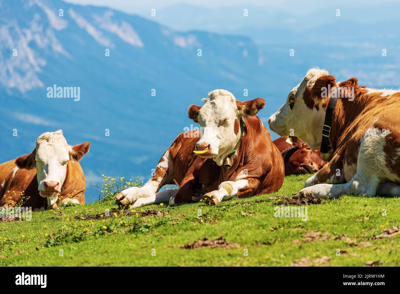 Herd of brown and white dairy cows with cowbell on a mountain pasture, green meadow and valley. Carnic Alps, Austria, Feistritz an der Gail, Carinthia Stock Photo