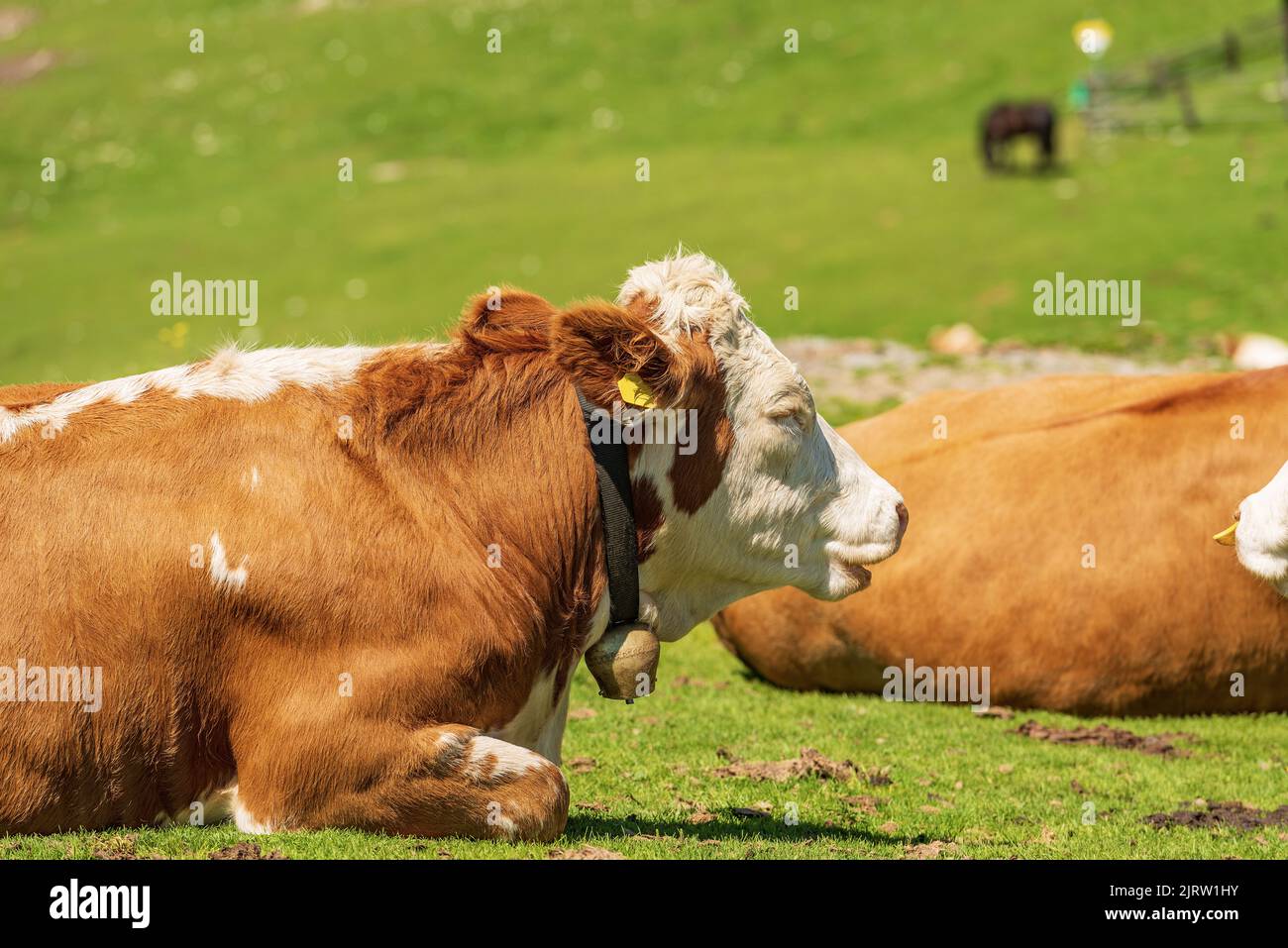 Brown and white dairy cow with cowbell on a mountain pasture, green meadow, profile view, Alps, Austria, Feistritz an der Gail, Carinthia, Europe. Stock Photo