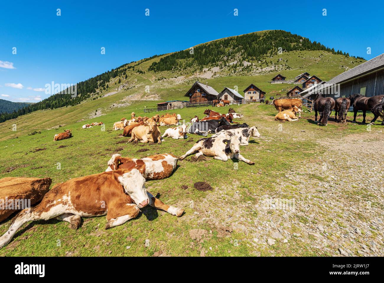 Herd of dairy cows and horses in a mountain pasture, Italy-Austria border, Feistritz an der Gail, Osternig, Carinthia, Julian Alps, Austria, Europe. Stock Photo