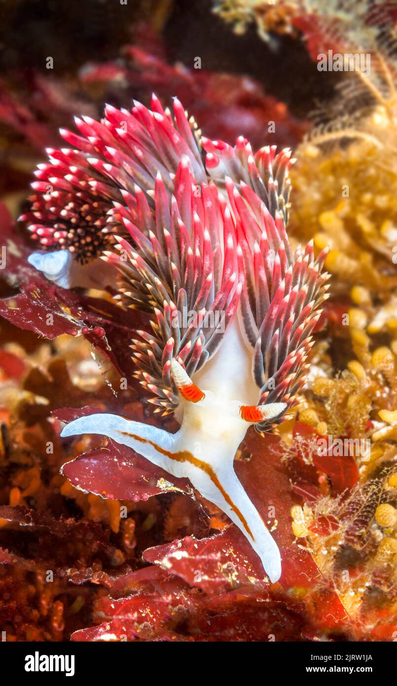 A beautiful pugnacious aeolid on a reef in the Channel Islands crawls looking for food. Stock Photo