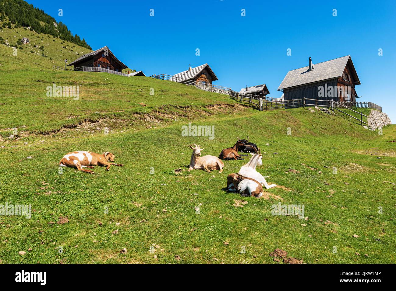 Alpine mountain chalets and a group of goats. Italy-Austria border, Feistritz an der Gail municipality, Osternig peak, Carinthia, Julian Alps, Austria Stock Photo