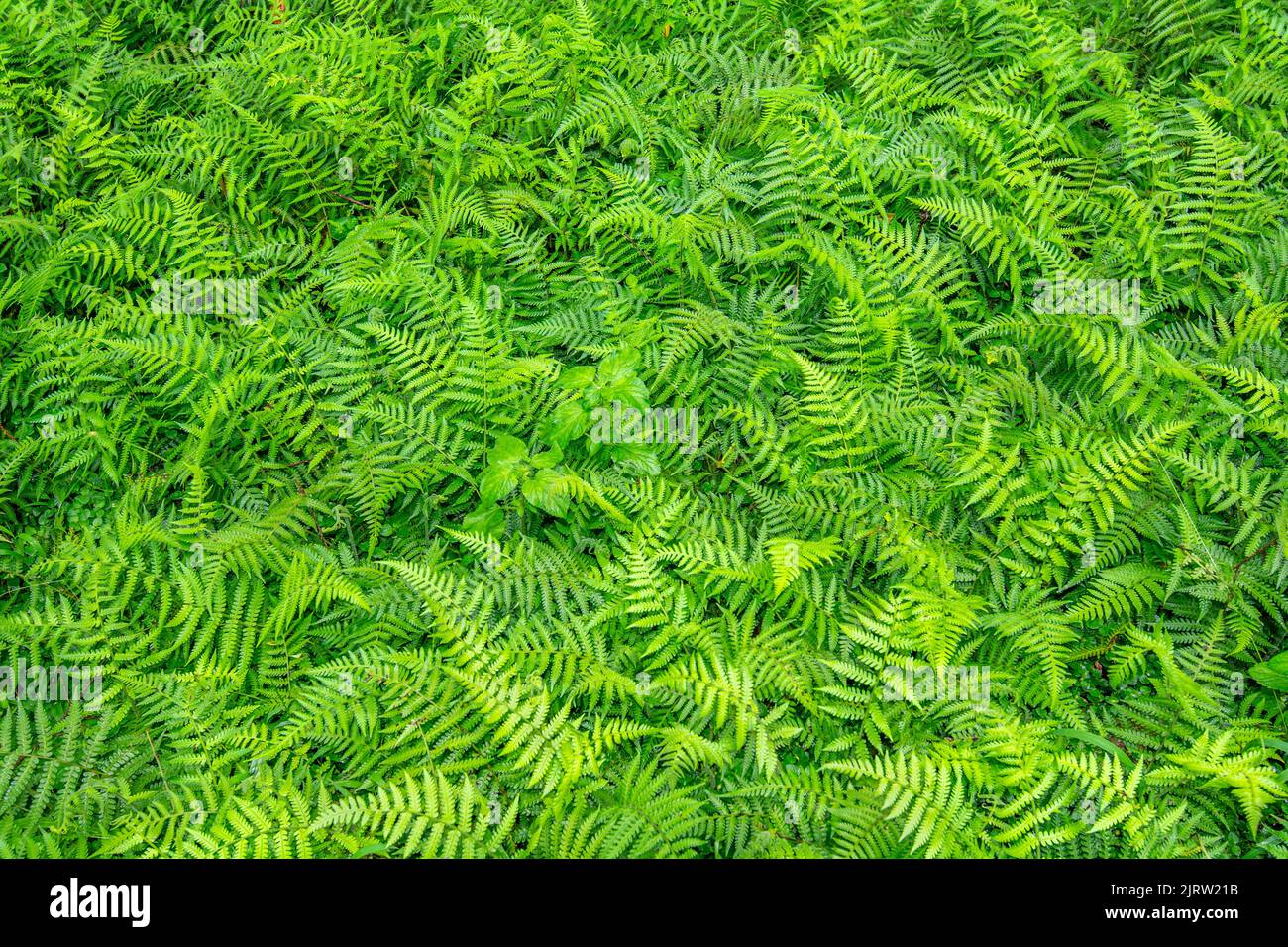 Lush fern plants in the wilderness of the south pacific show how vibrant nature is in this region. Stock Photo