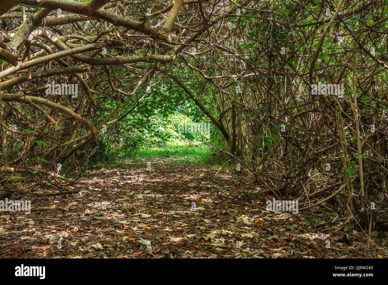 A pathway under tree growth shows a green exit at the other end. Stock Photo