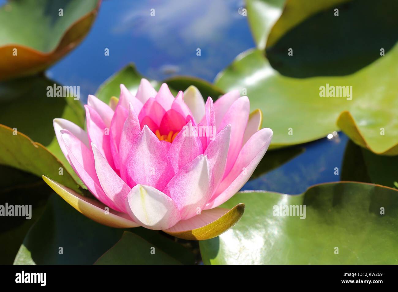 Pink water lily shines in the back light Stock Photo