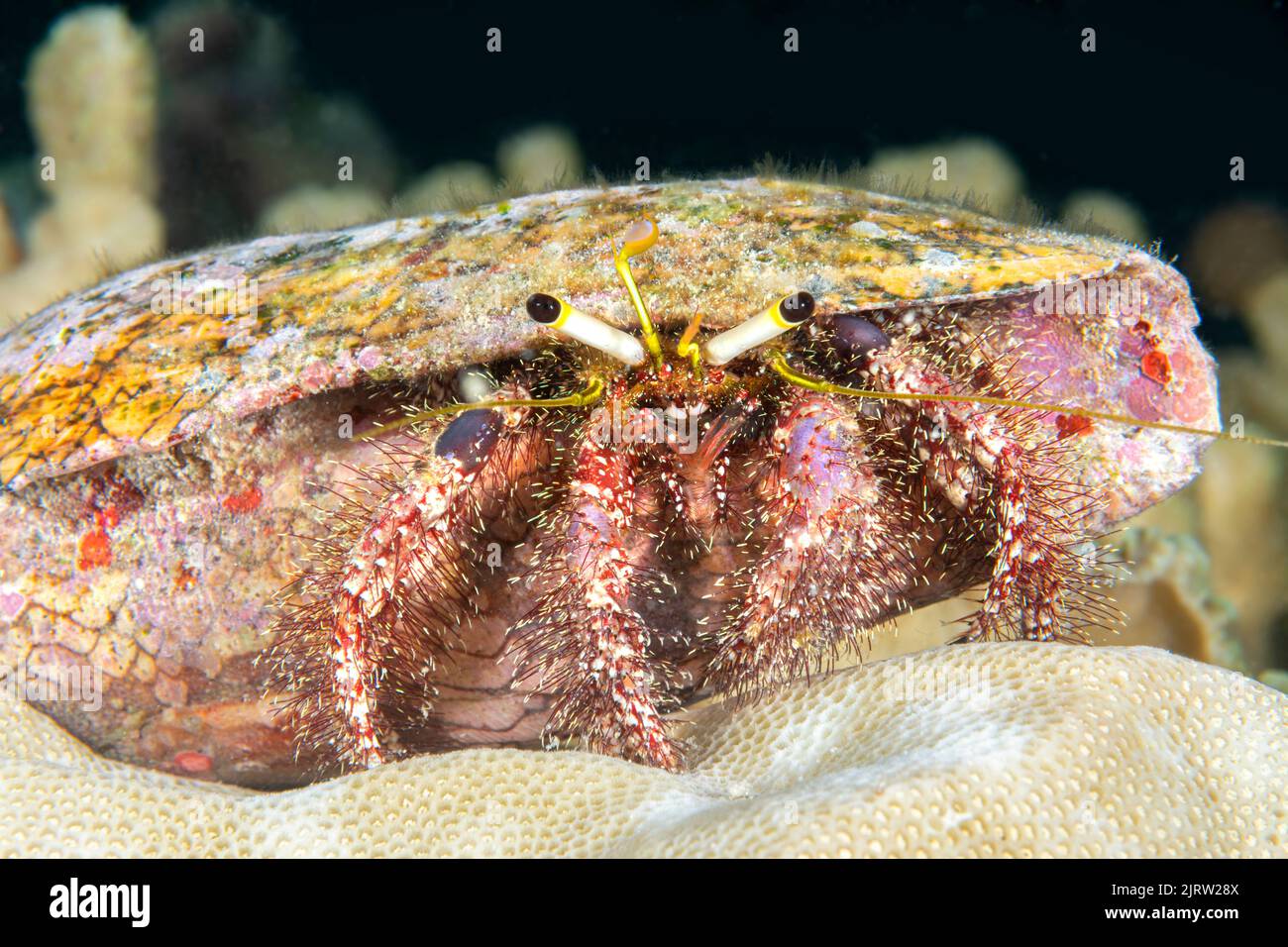 Small crab crawling on stony ground Stock Photo - Alamy