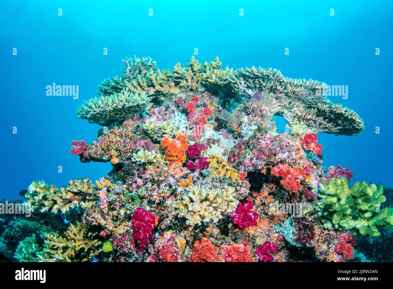 Beautiful coral reef in Fiji shows the wonder of life under the water with vibrant corals, clear water and a healthy ecosystem Stock Photo