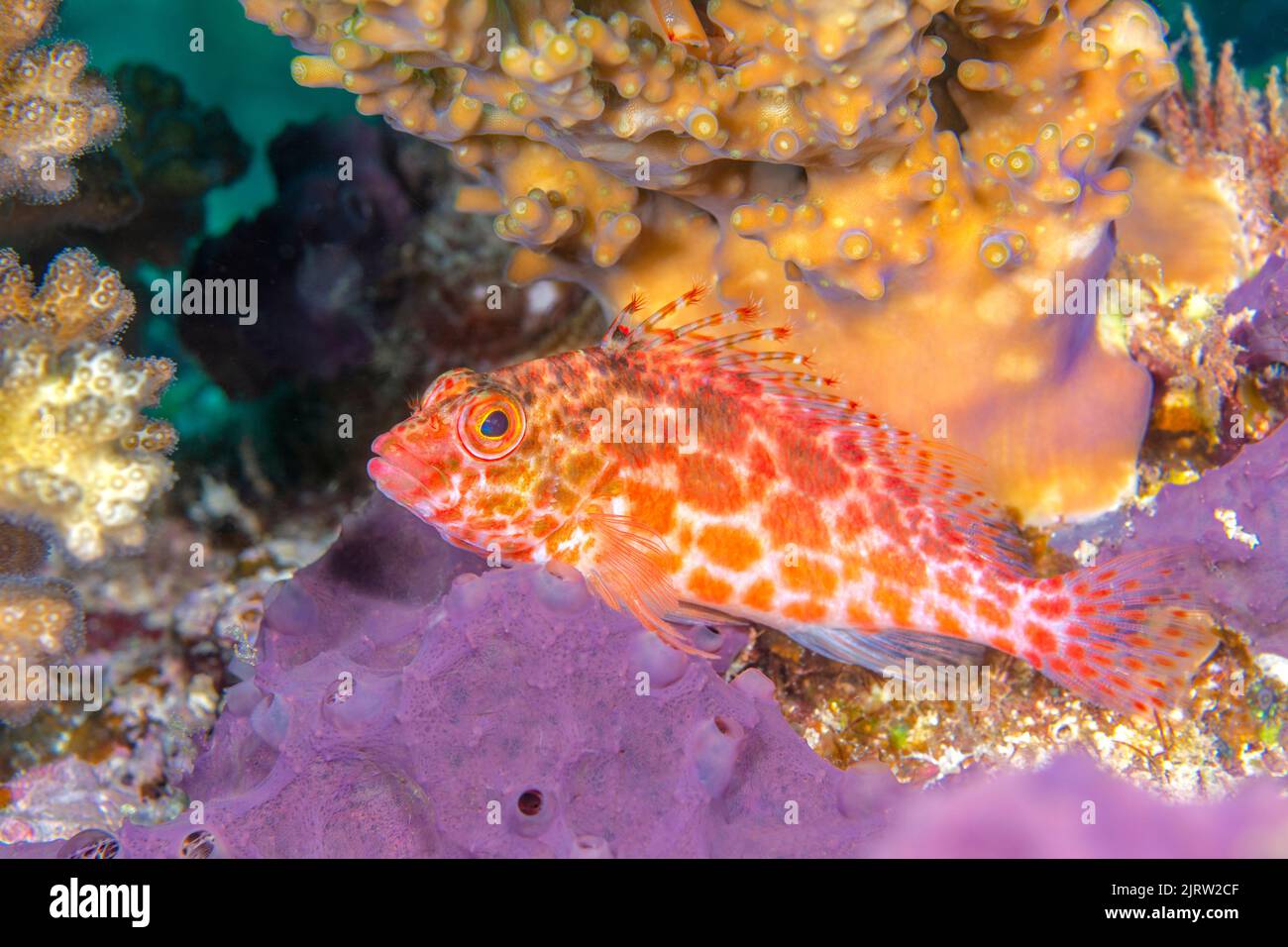 A hawkfish rests on some purple sponge on a reef in Fiji. waiting to ambush a small crab for food. Stock Photo