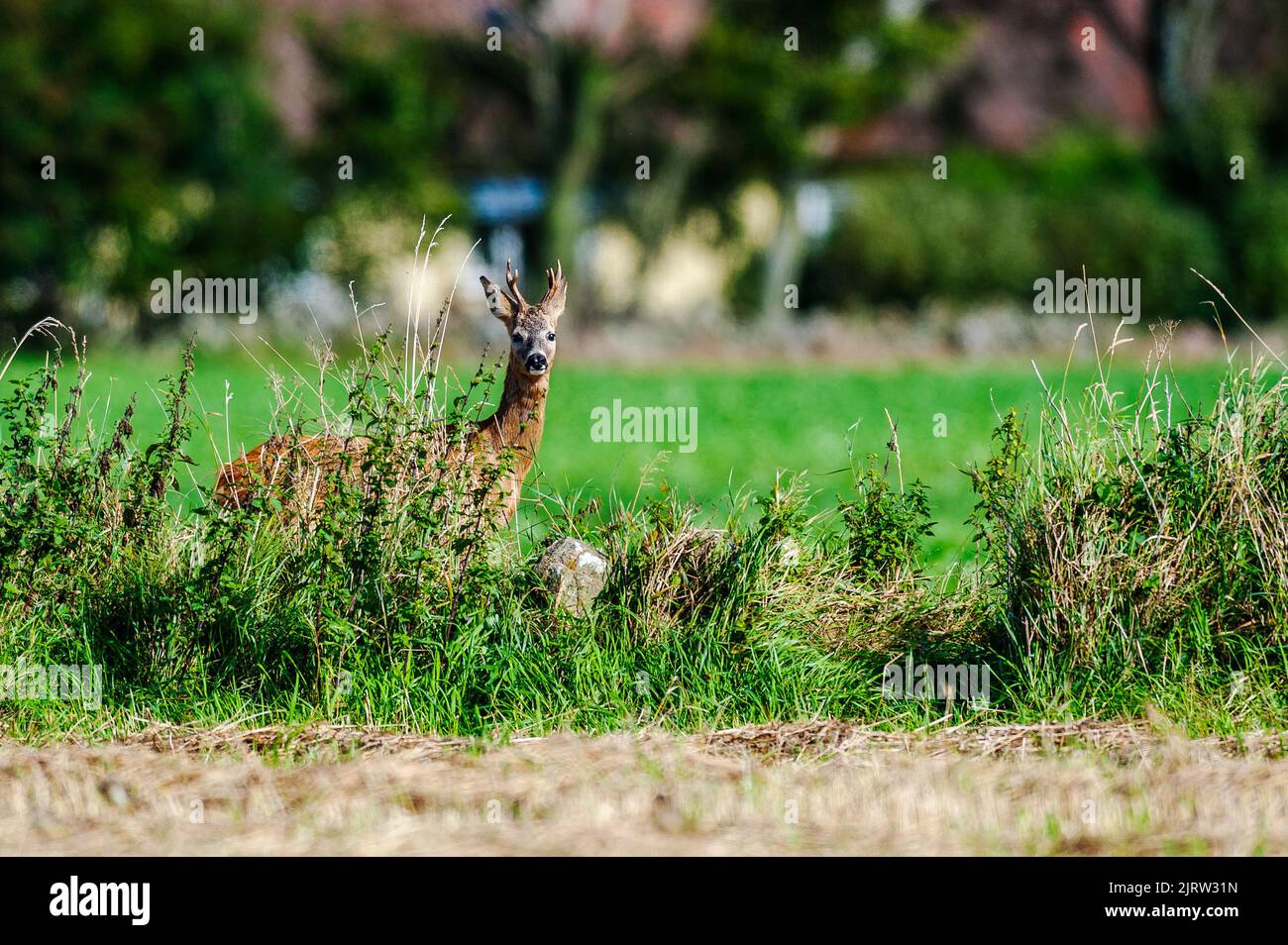 Majestic roe deer walking in hi-res stock photography and images - Alamy