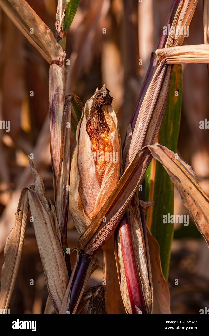 Withered corn cob after drought in climate crisis, Europe Stock Photo