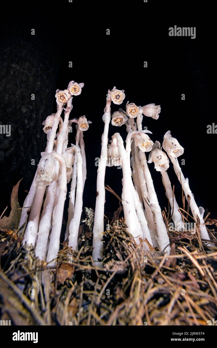 Indian Pipe or Ghost Plant (Monotropa uniflora) - near Pisgah National Forest, Brevard, North Carolina, United States Stock Photo