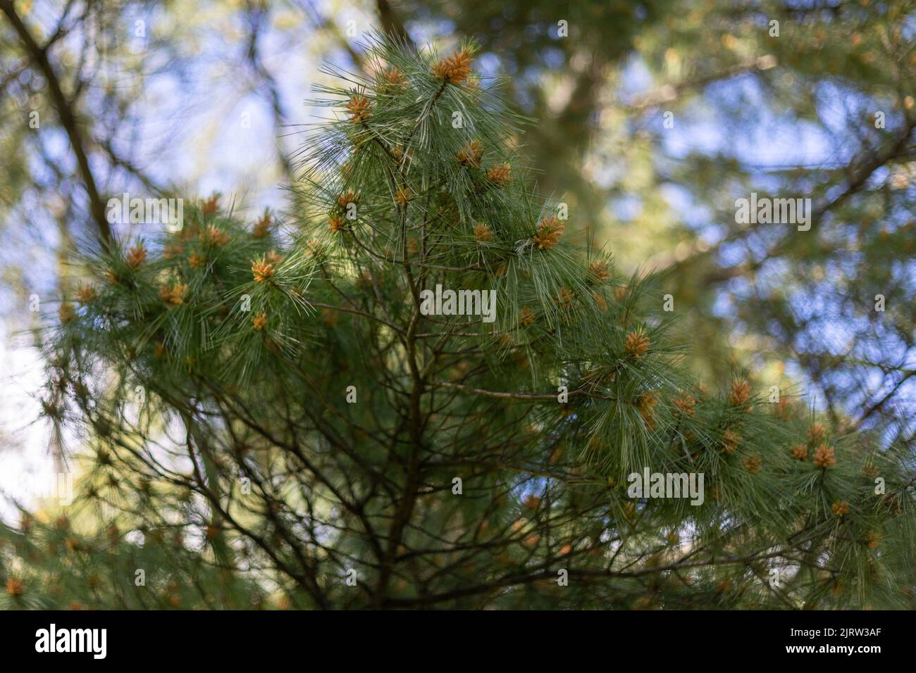 Long needle pine tree branch budding in the spring Stock Photo - Alamy