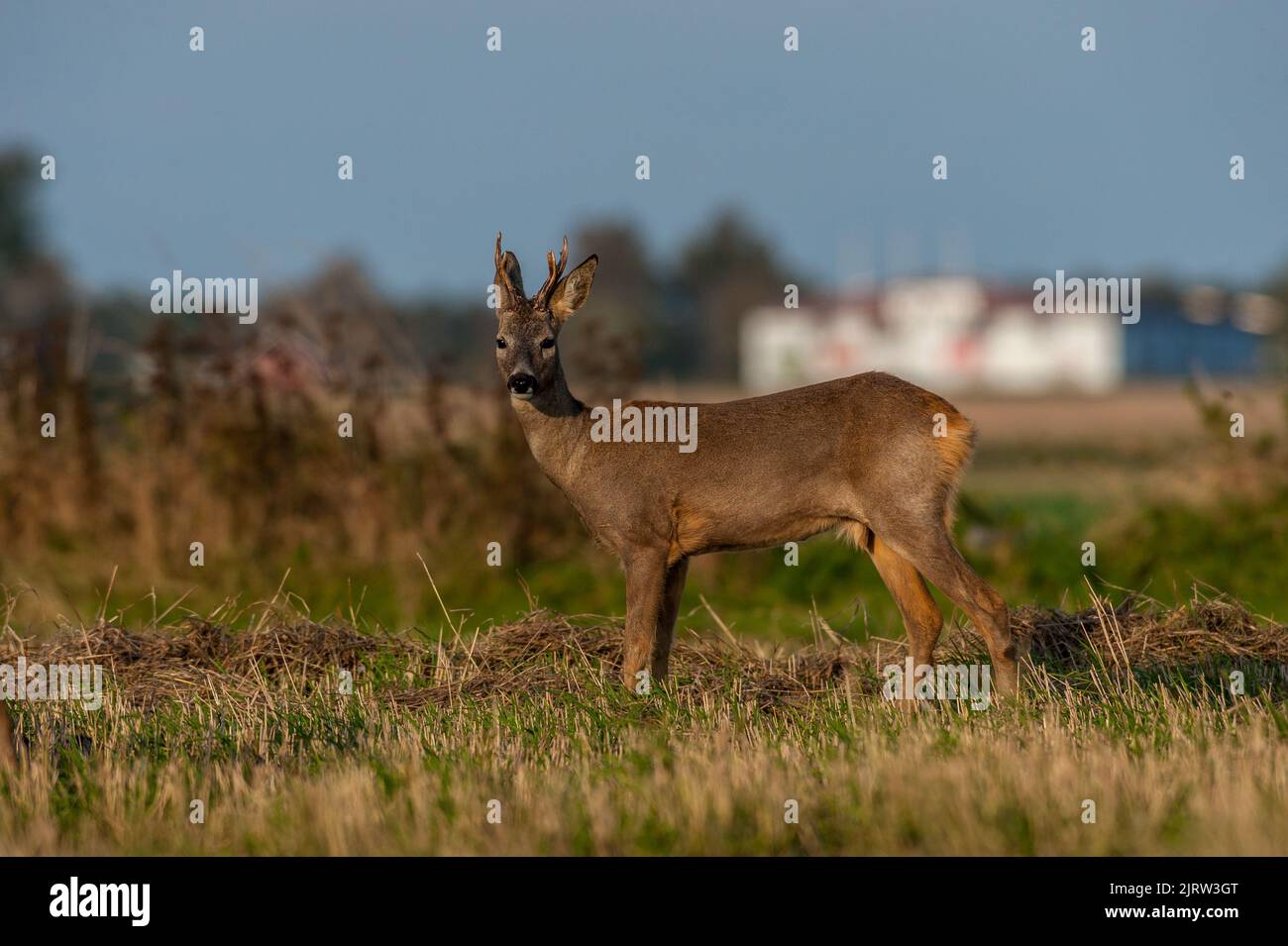 Majestic roe deer walking in hi-res stock photography and images - Alamy