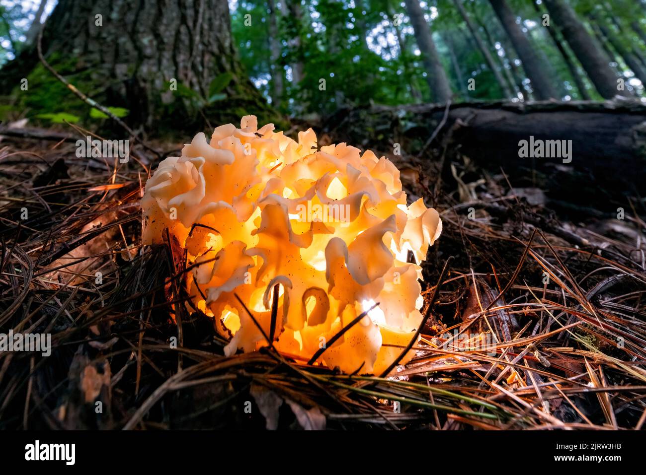Cauliflower mushroom (Genus Sparasssis) illuminated in the forest - near Pisgah National Forest, Brevard, North Carolina, USA Stock Photo