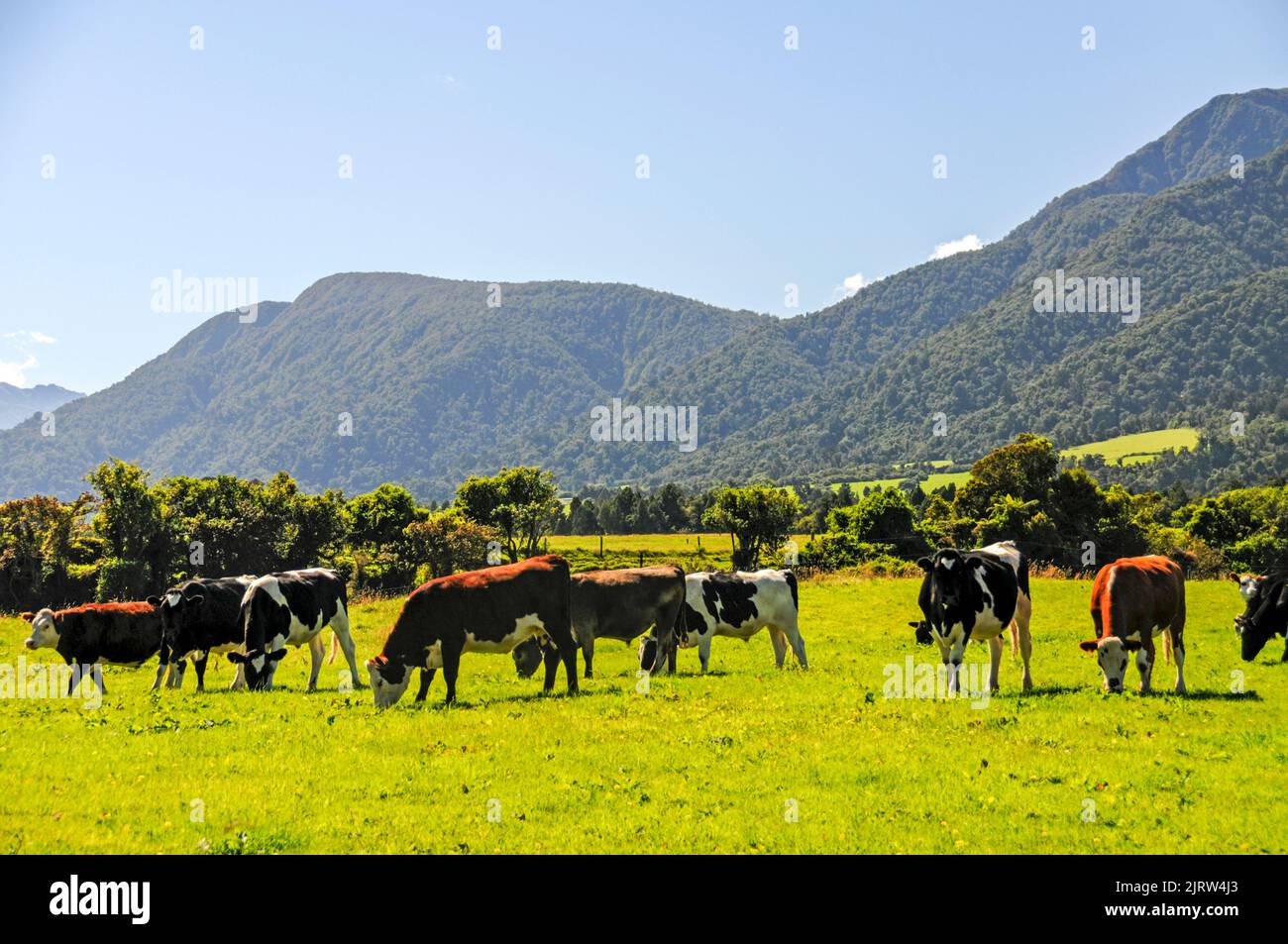 Dairy farming in in the Whataroa district on the west coast on South