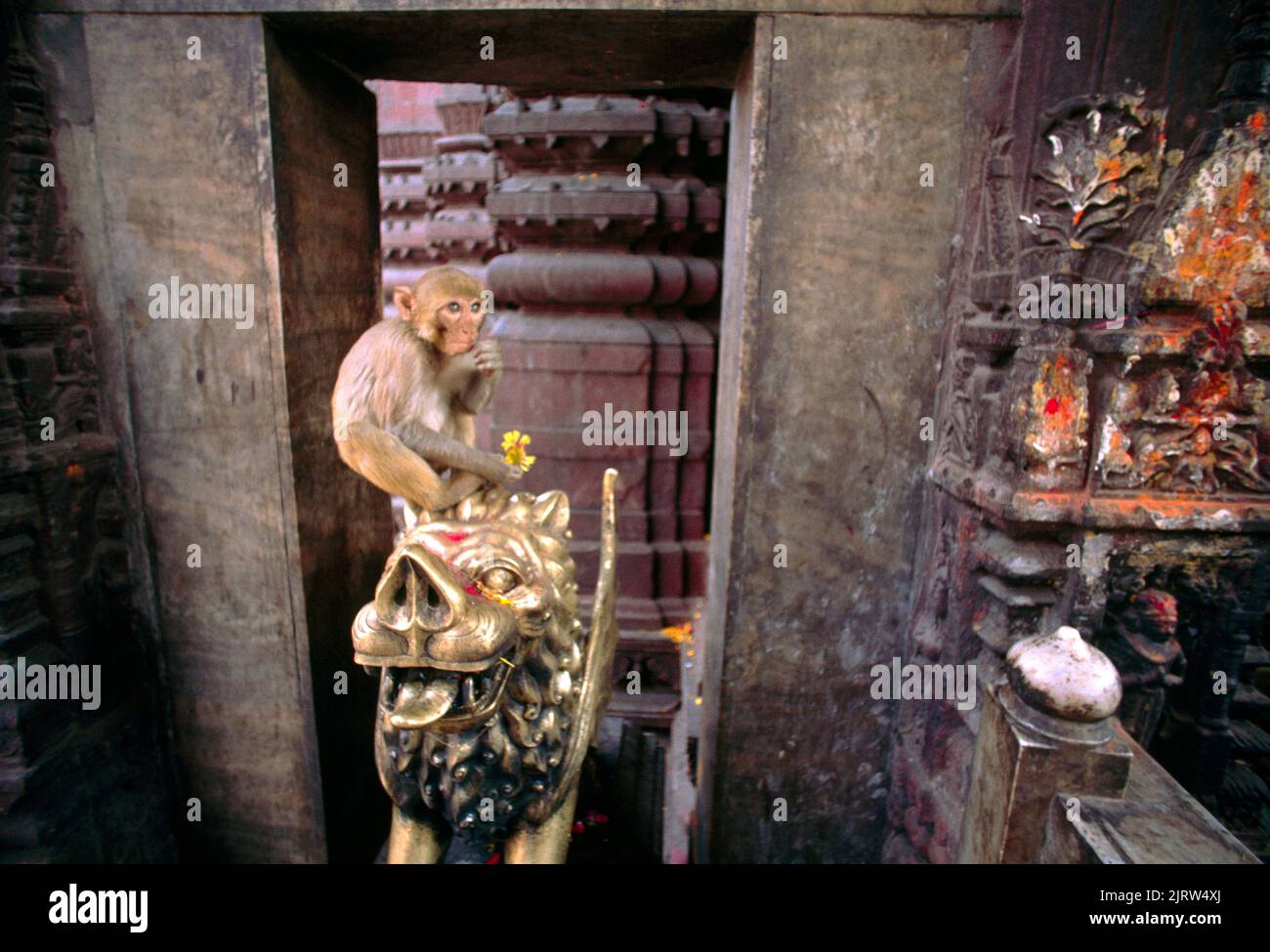 Varanasi India Durga Temple Rhesus Monkey On Statue (monkey Temple) Stock Photo