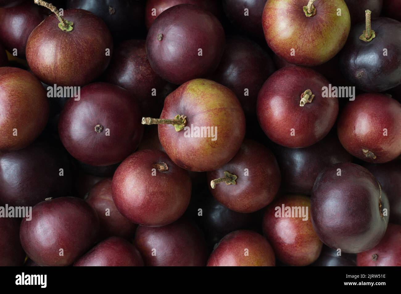 pile of governor's plum fruits, flacourtia indica, also known as ramontchi, madagascar plum or indian plum, reddish black fleshy fruits, full frame Stock Photo