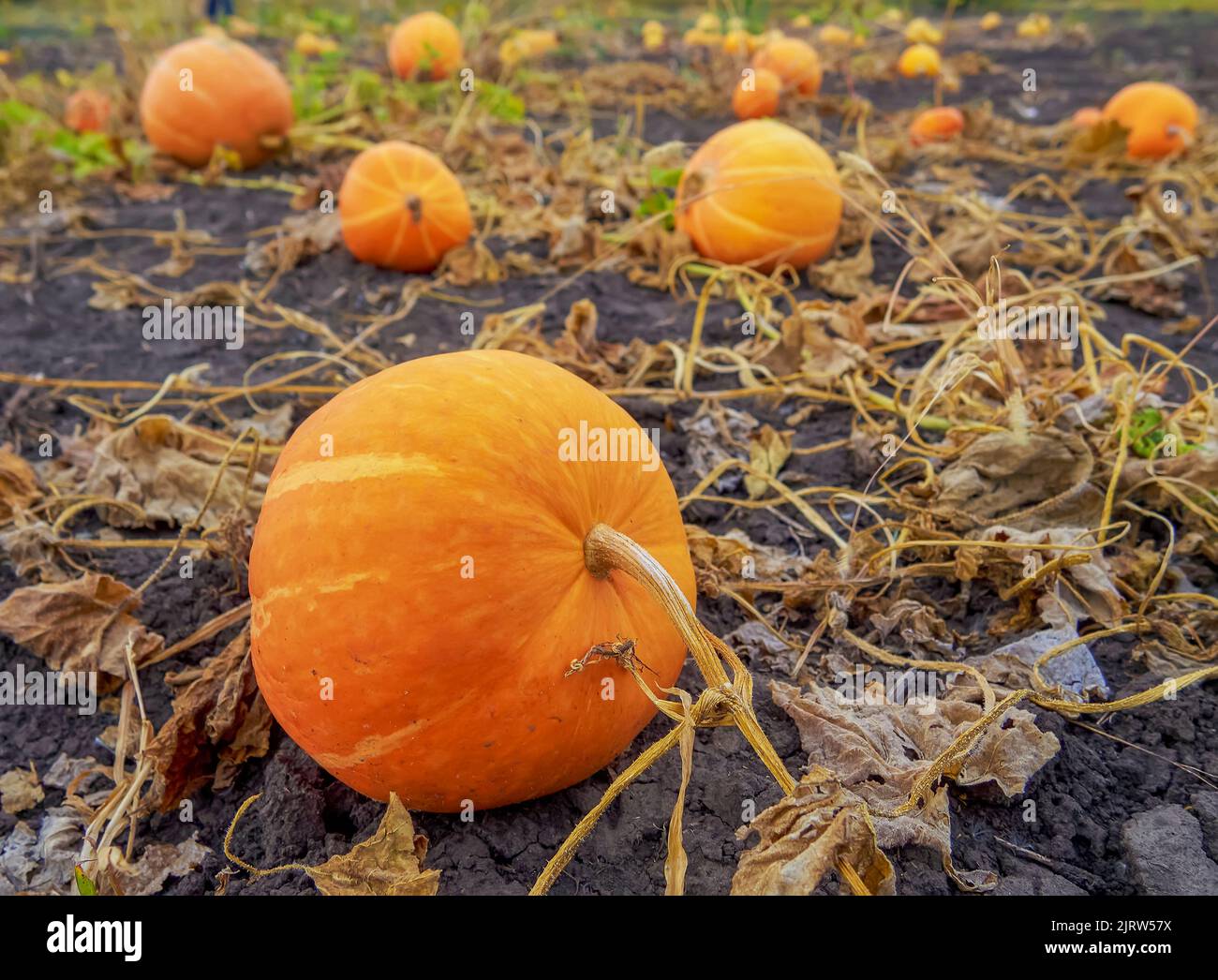 Big orange pumpkins growing in the garden Stock Photo - Alamy