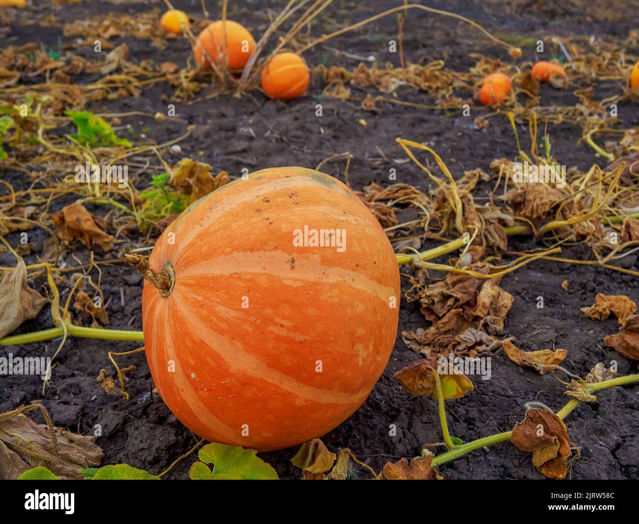 Big orange pumpkins growing in the garden Stock Photo - Alamy