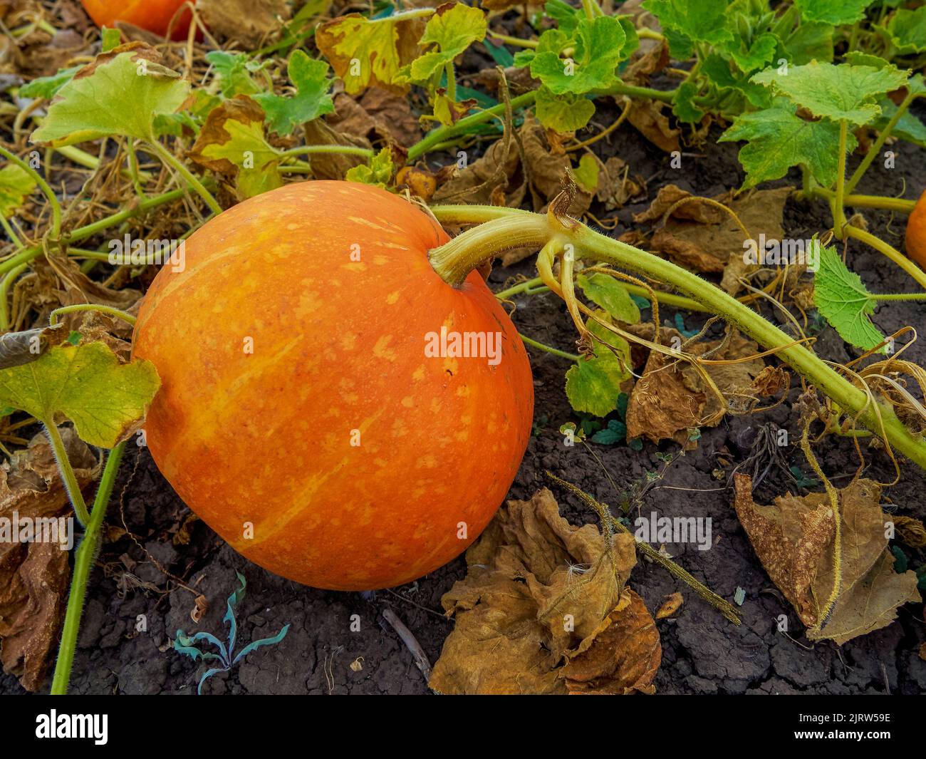 Big orange pumpkins growing in the garden Stock Photo - Alamy