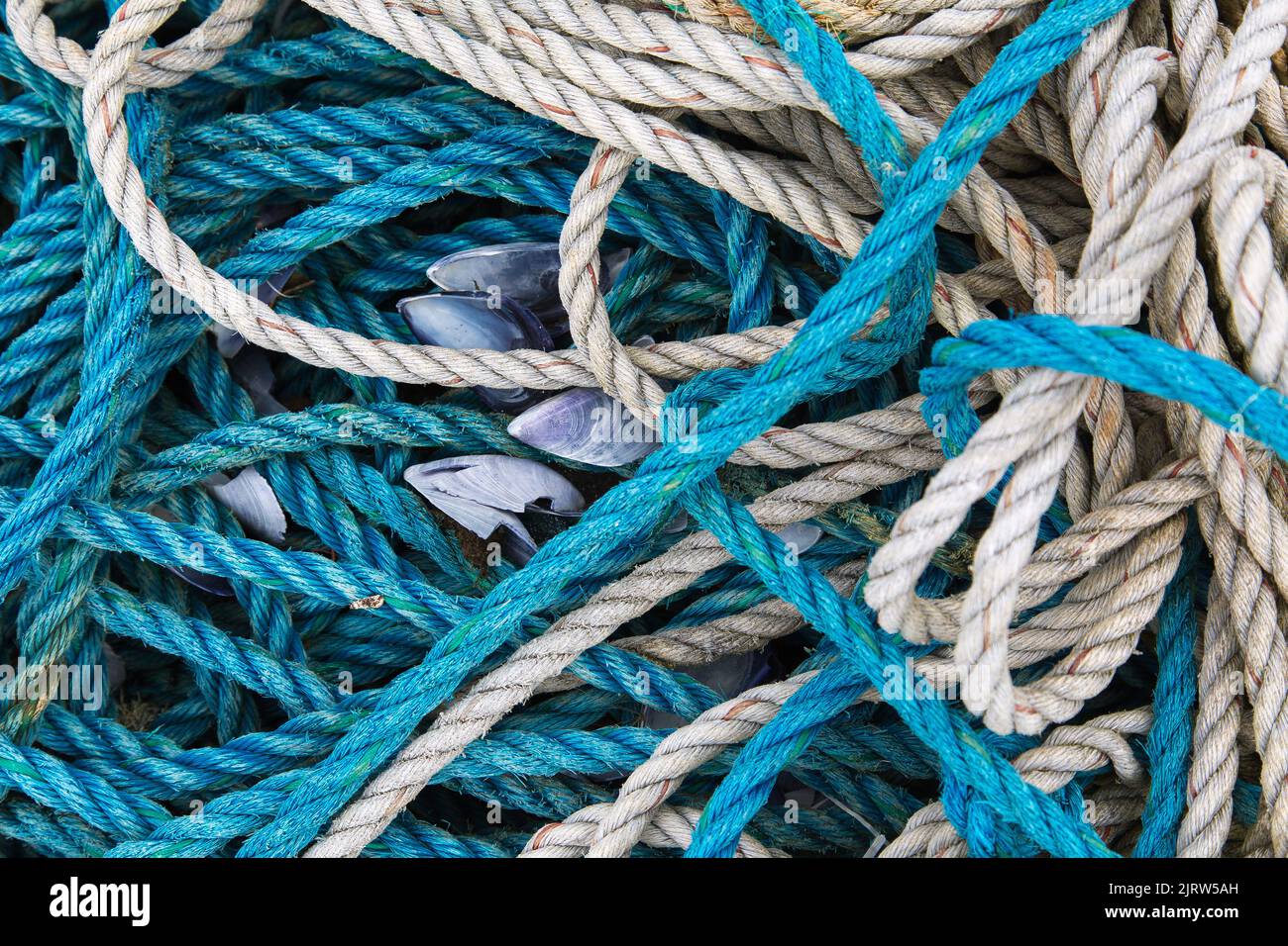 Turquoise and Grey Fishing Ropes with Mussels Stock Photo Alamy