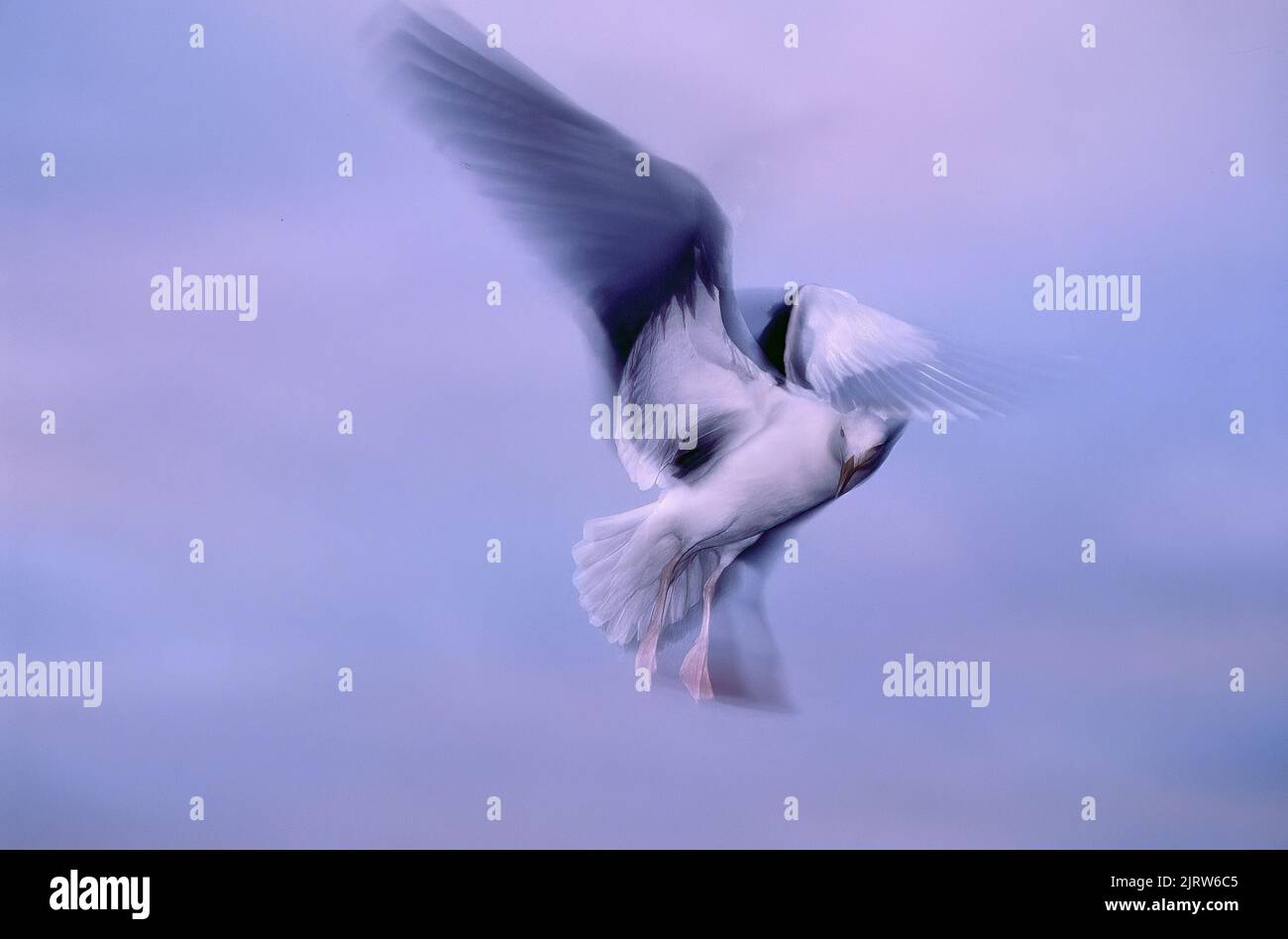 A seagull gliding through the air while photographed with a slow shutter to capture beautiful winged motion. Stock Photo
