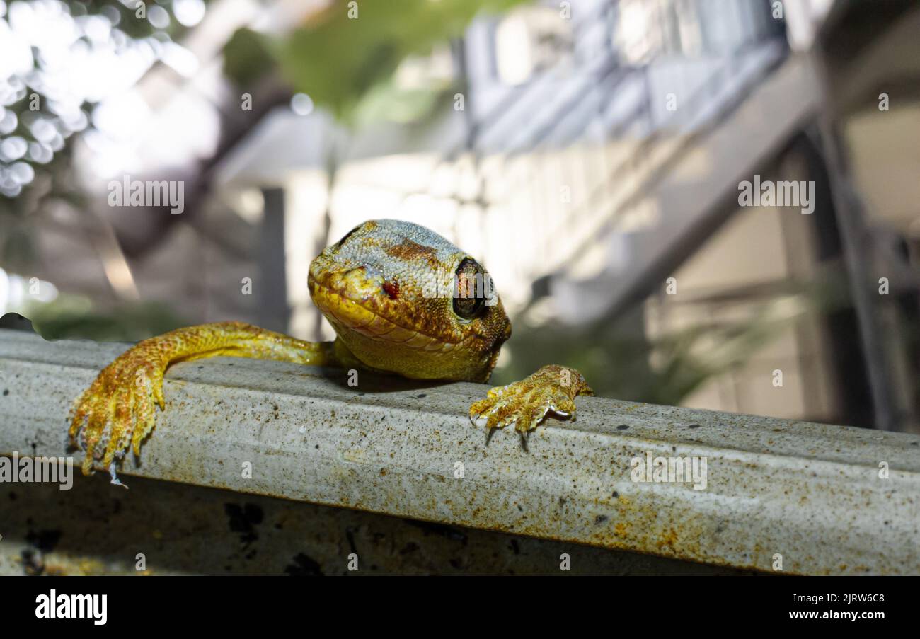 all about nature and wild animals living in tropical climates, especially south east asia Stock Photo