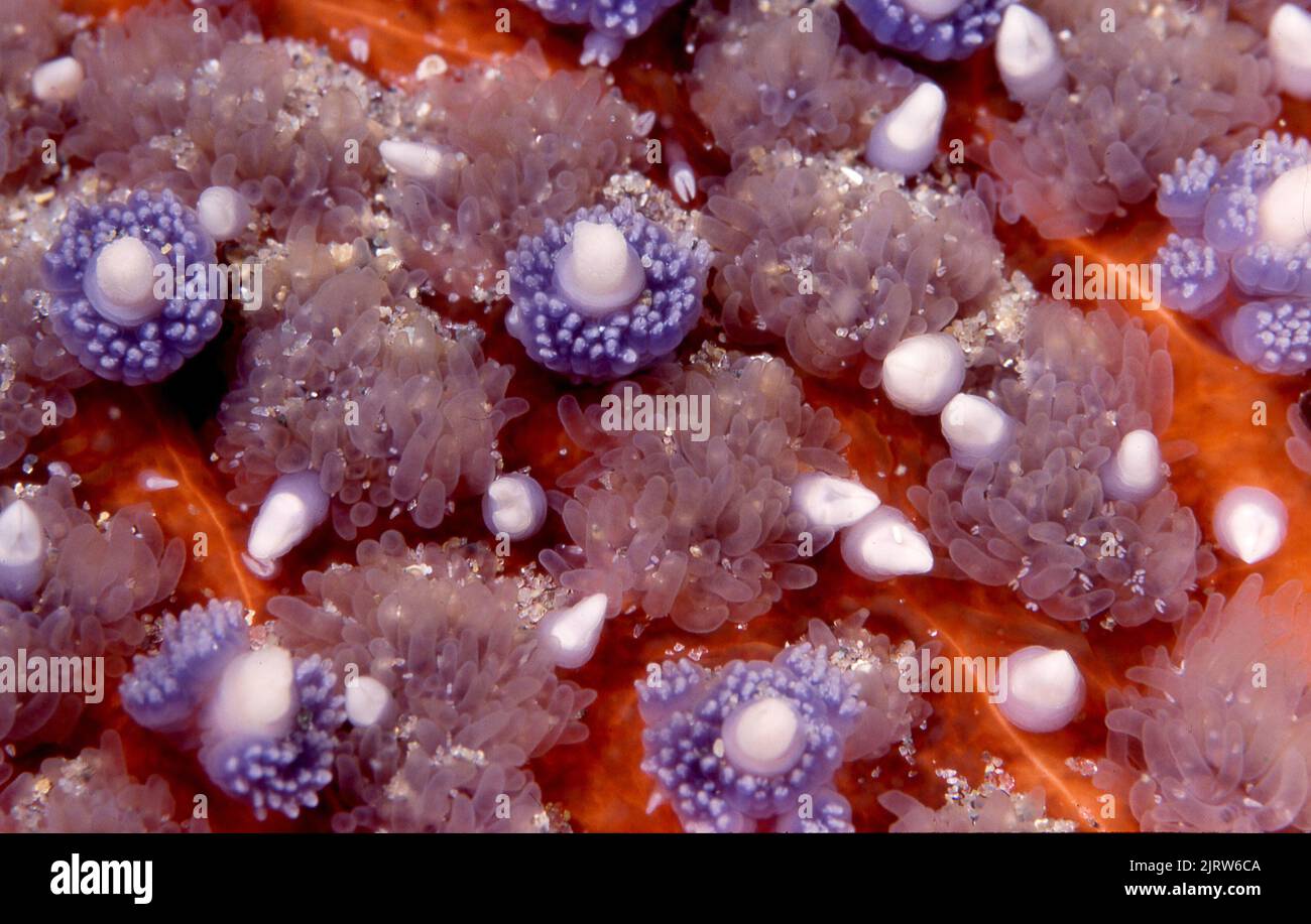 Close up of the armoured skin of a California sunflower starfish shows its intricate design and the white predatory pincers ready to snag a small crab Stock Photo