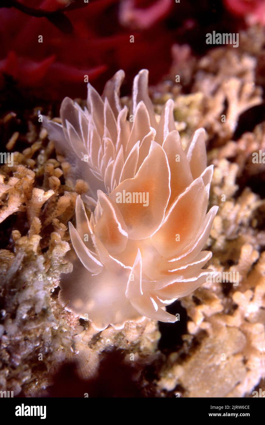 A beautiful alabaster nudibranch crawls on a patch of bryozoan algae looking for its next meal. Stock Photo