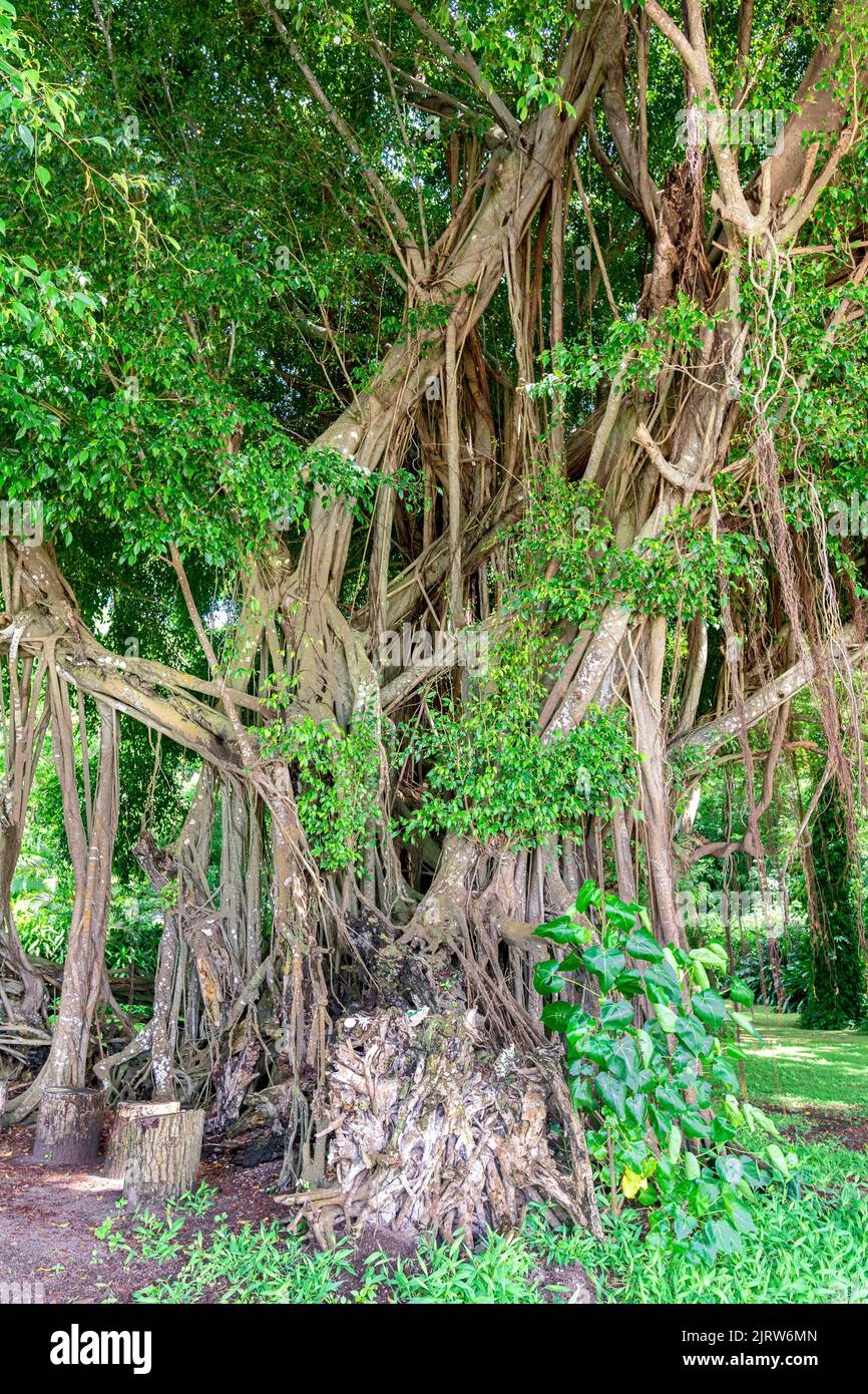 A sacred ficus Banyon tree in Fiji shows the thousands of intricate tangled branches interwoven to a beautiful pattern. Stock Photo