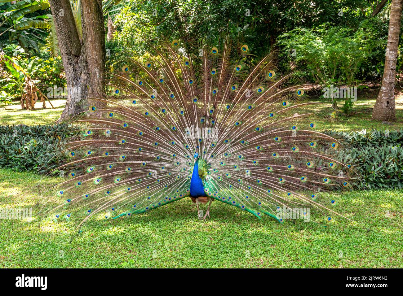 A male peacock displays its feathers in an attempt to attract peahens for mating. Stock Photo