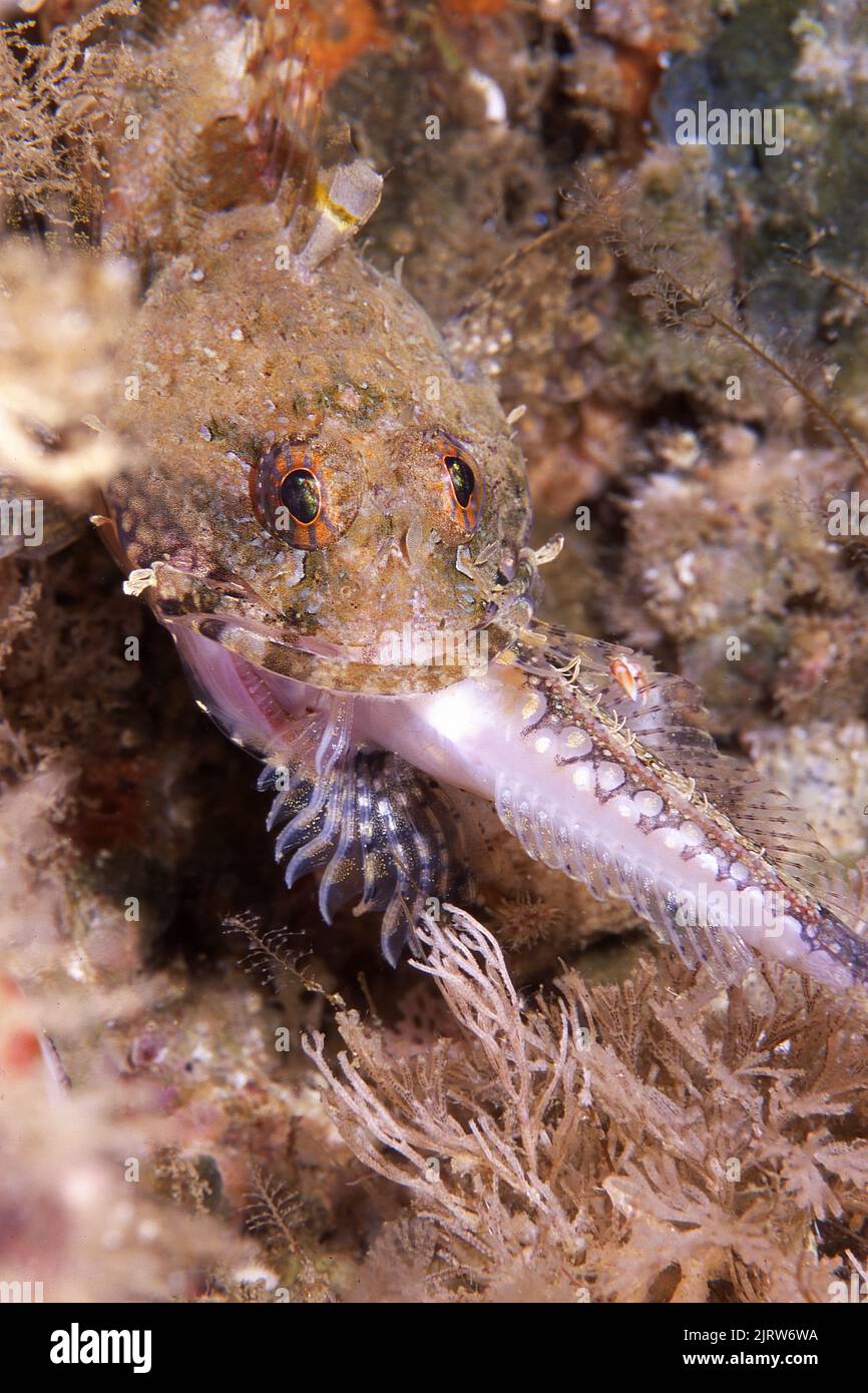 A sculpin captures a local reef fish while hunting and struggles to swallow it dur to its size. Stock Photo