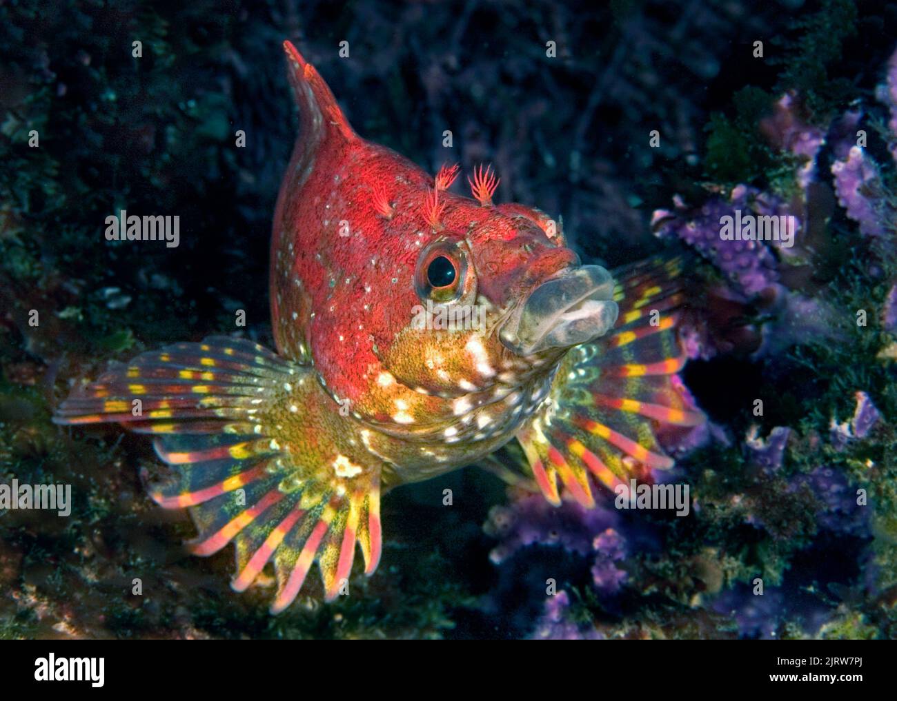 Close up of a red painted greenling resting on a reef at Catalina Island. Stock Photo