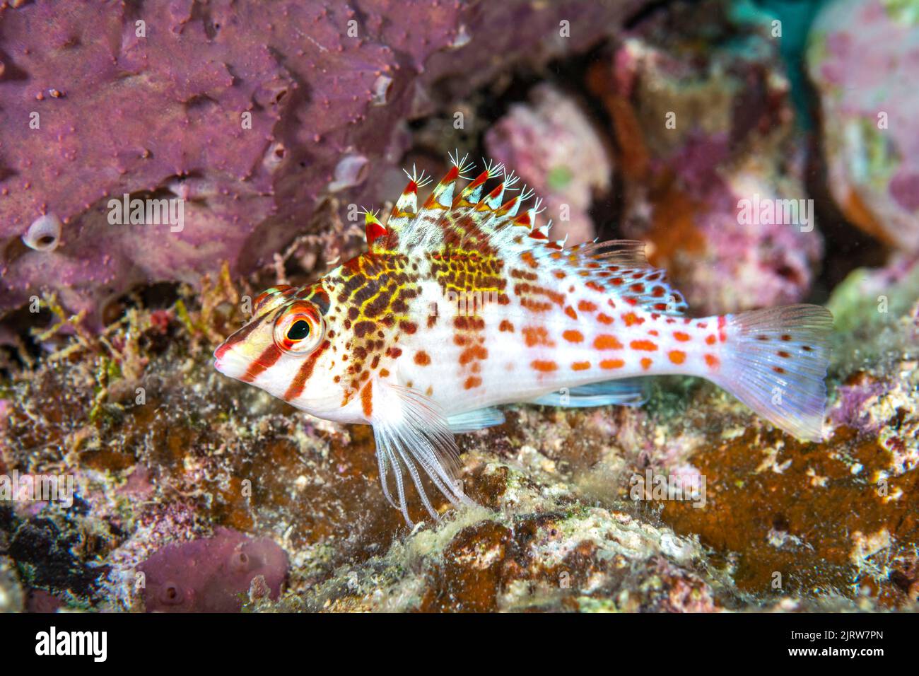A hawkfish rests on some purple sponge on a reef in Fiji. waiting to ambush a small crab for food. Stock Photo