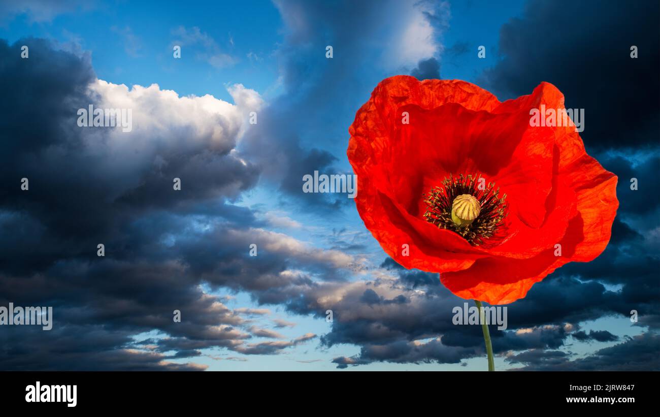 Natural common poppy bloom on dramatic blue sky background with dark clouds. Papaver rhoeas. Closeup of fragile flower of wild corn rose. Remembrance. Stock Photo