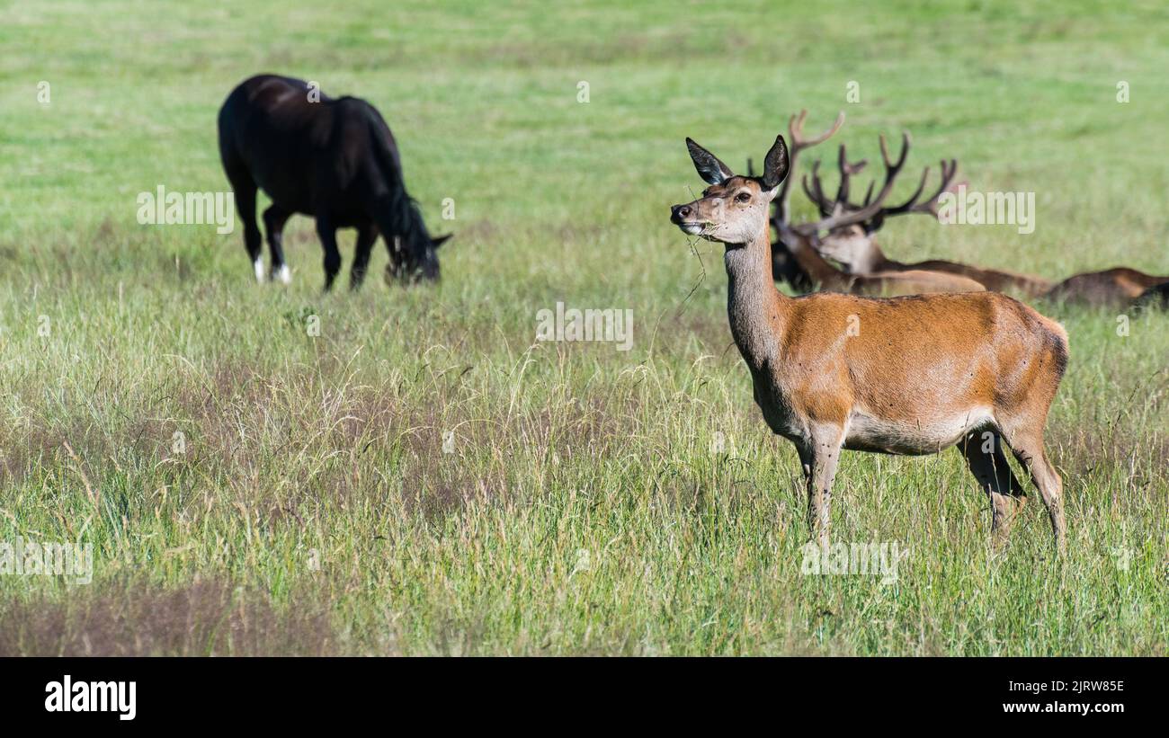 Female red deer, stags and black horse at grazing in summer meadow. Cervus elaphus. Wild animals group on forest clearing. Hind and harts with antlers. Stock Photo