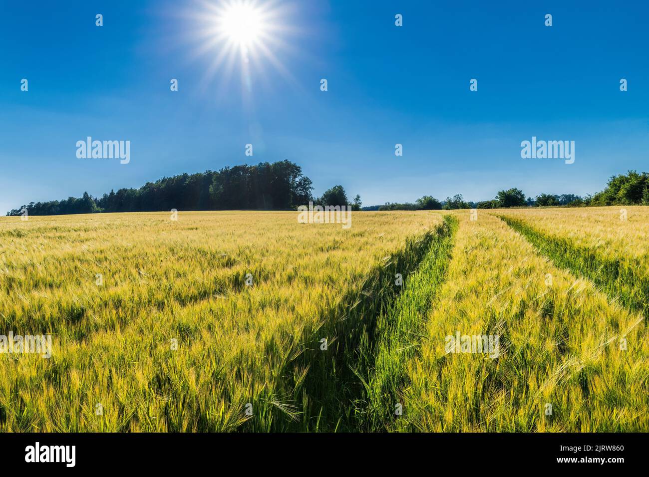 Yellow barley field with green ruts or white sun beams on clear blue sky. Hordeum vulgare. Beautiful ripening cornfield ears in summer rural landscape. Stock Photo