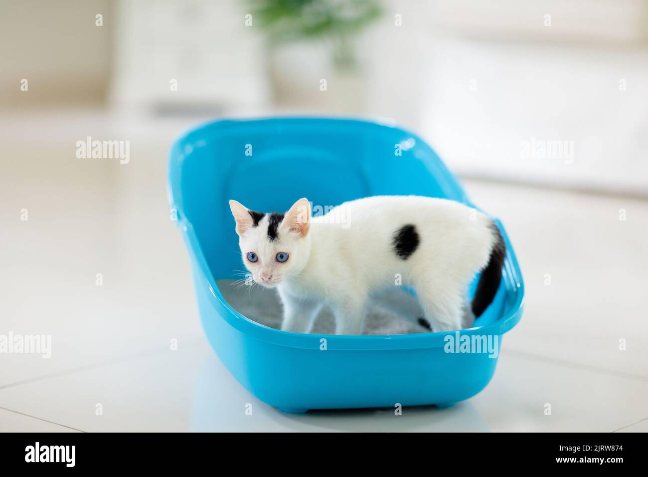 Cat in litter box. White little kitten in toilet with sand filler. Home