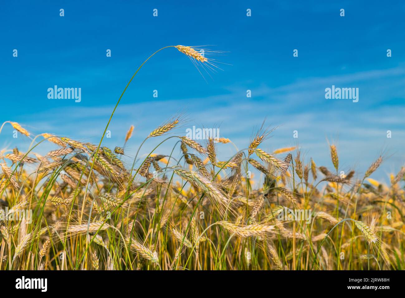 Closeup of ripening rye field with one protruding corn ear on blue sky background. Secale cereale. Yellow grain spike on green stem in rural cornfield. Stock Photo