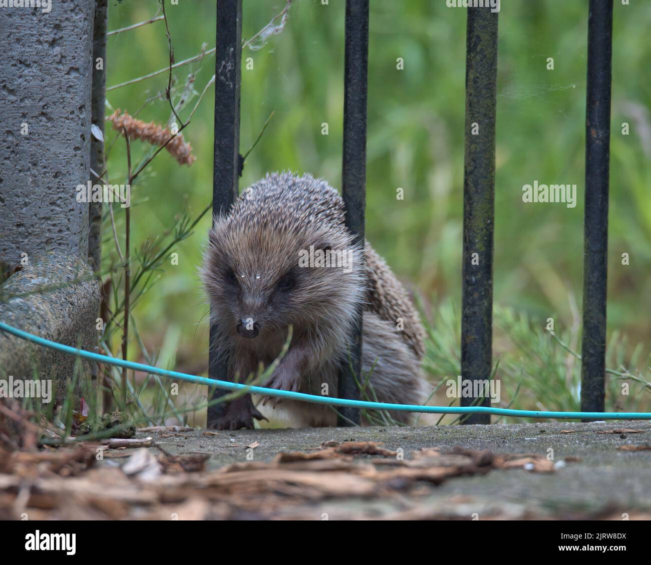 European hedgehog squeezing through the gate railings. Stock Photo
