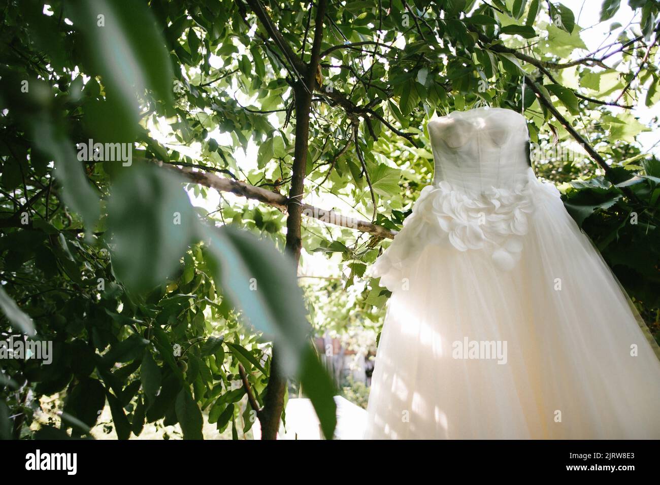 Beige wedding dress hanging on a tree. Stock Photo
