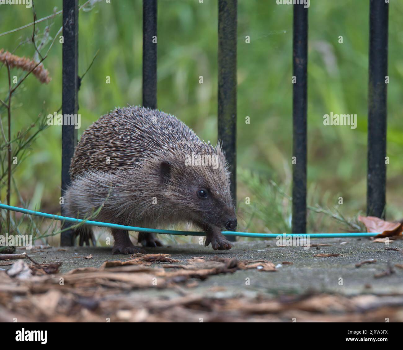 European hedgehog squeezing through the gate railings Stock Photo - Alamy