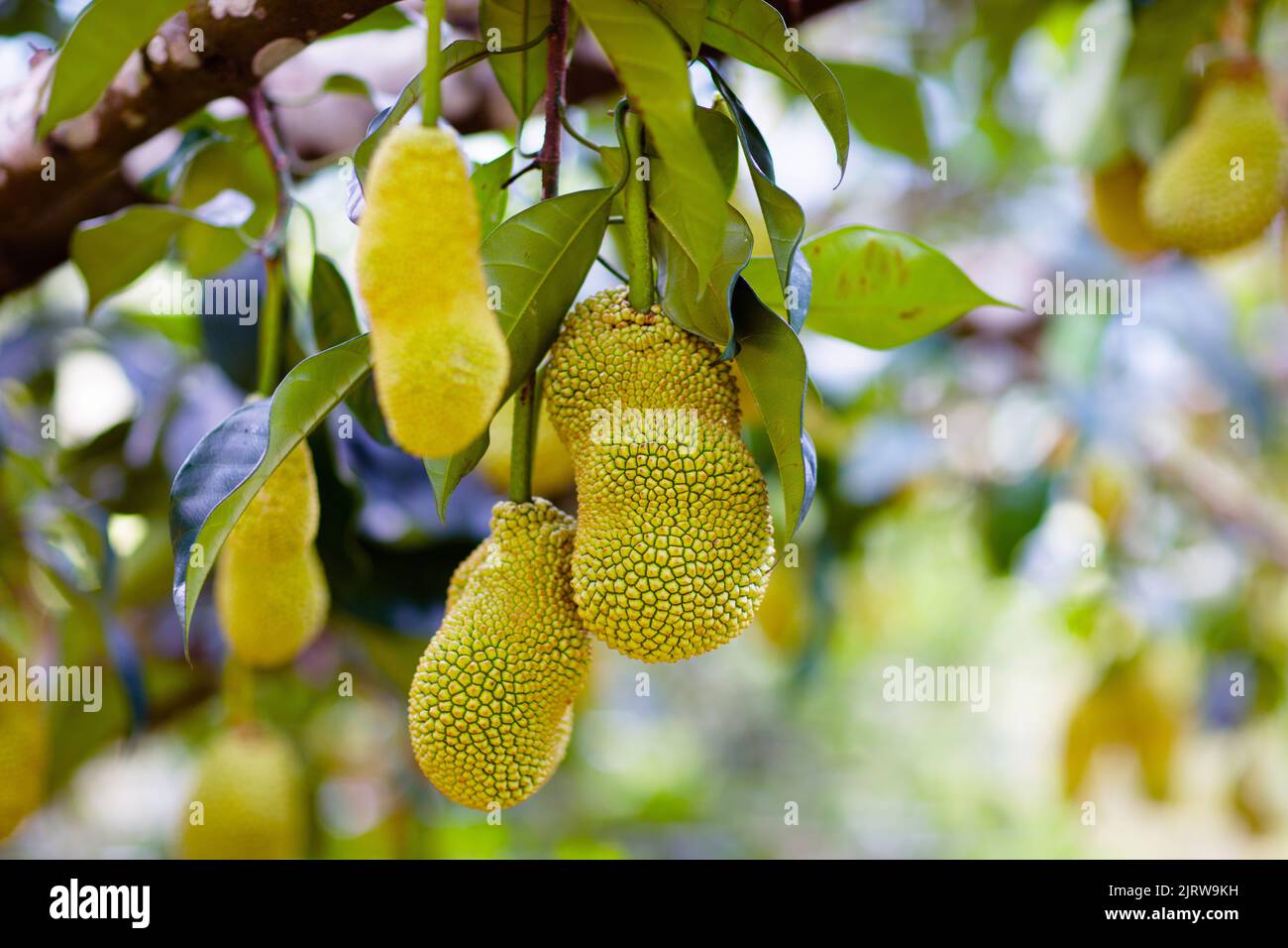 Jackfruit growing on tree. Tropical fruit of Thailand and Malaysia