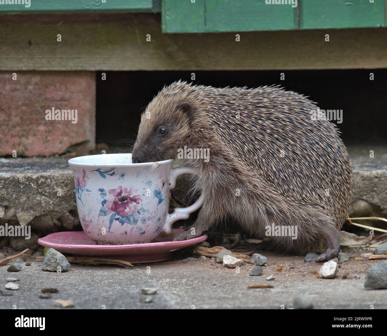 European hedgehog eating bird food from a cup and saucer. Stock Photo