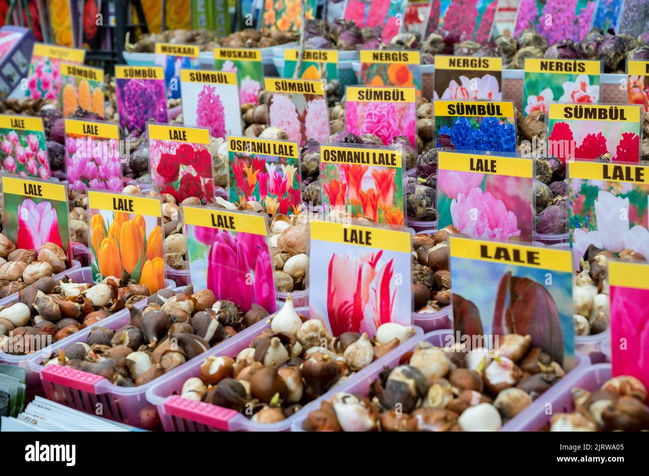 The view of different tulip and other flowers bulbs at the Egyptiam Market in Istanbul, Turkey 2022 Stock Photo