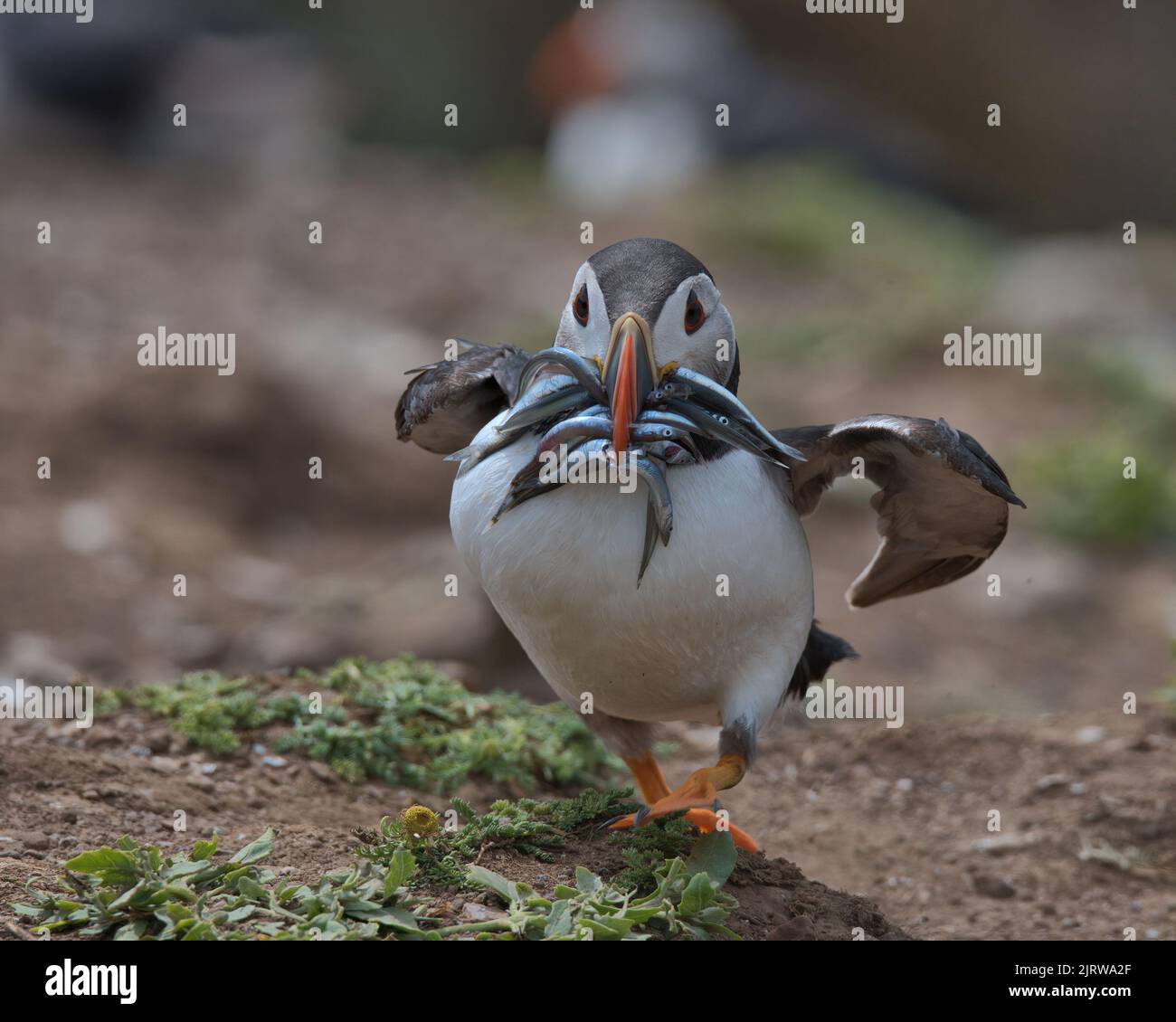 Atlantic puffin with sand eels in it's beak racing towards it's burrow, before the Gulls can steal them. Stock Photo