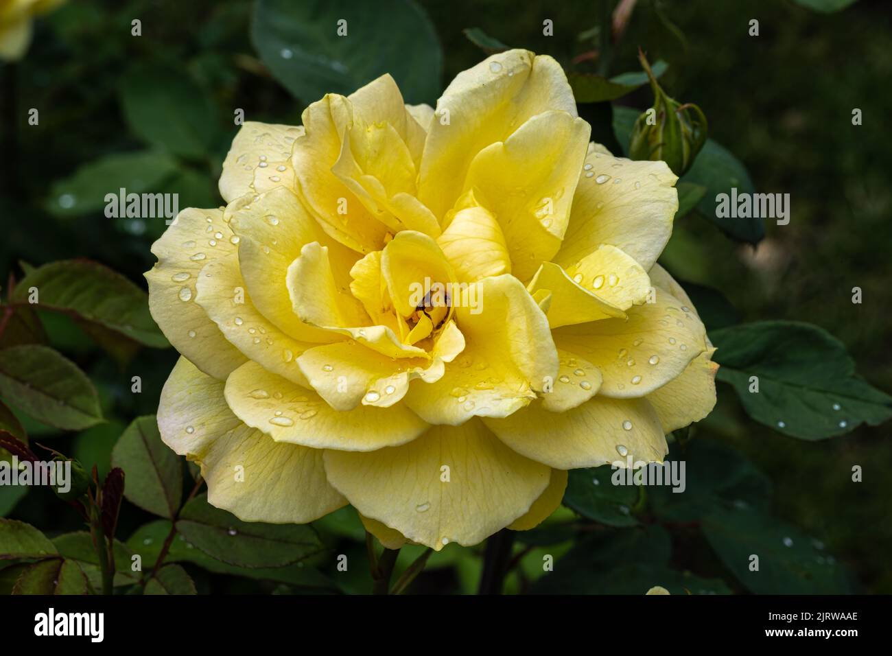 Flowers of ‘ChChing!’ Grandiflora Rose Stock Photo Alamy