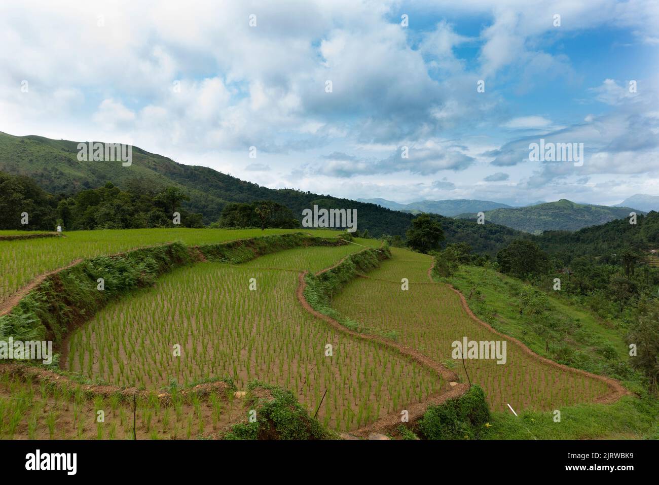 The Step Cultivation Of Paddy In Western Ghats Of India Karnataka